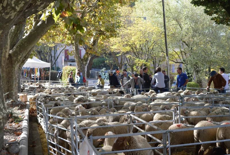 72e Foire aux Agnelles à Thoard